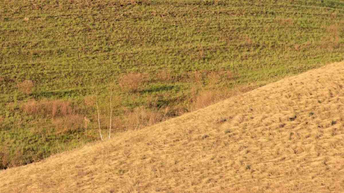 Only people with hawk eyes can spot the rabbit in the grass within 9 seconds.