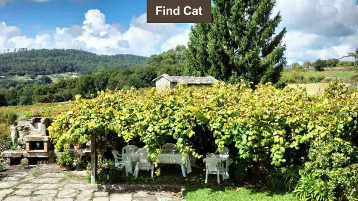 Find cat in garden