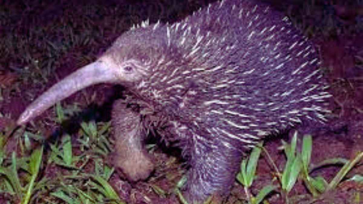 Take a look at this bizarre mammal who got discovered again after 60 years