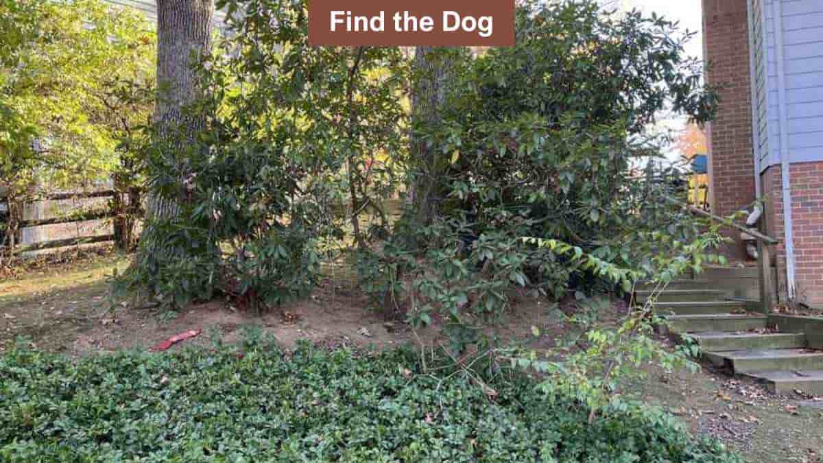 Test your eye power by finding a dog in the backyard in 10 seconds!