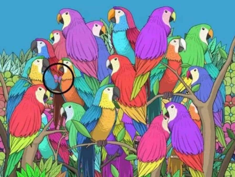 hidden animals optical illusions with answers