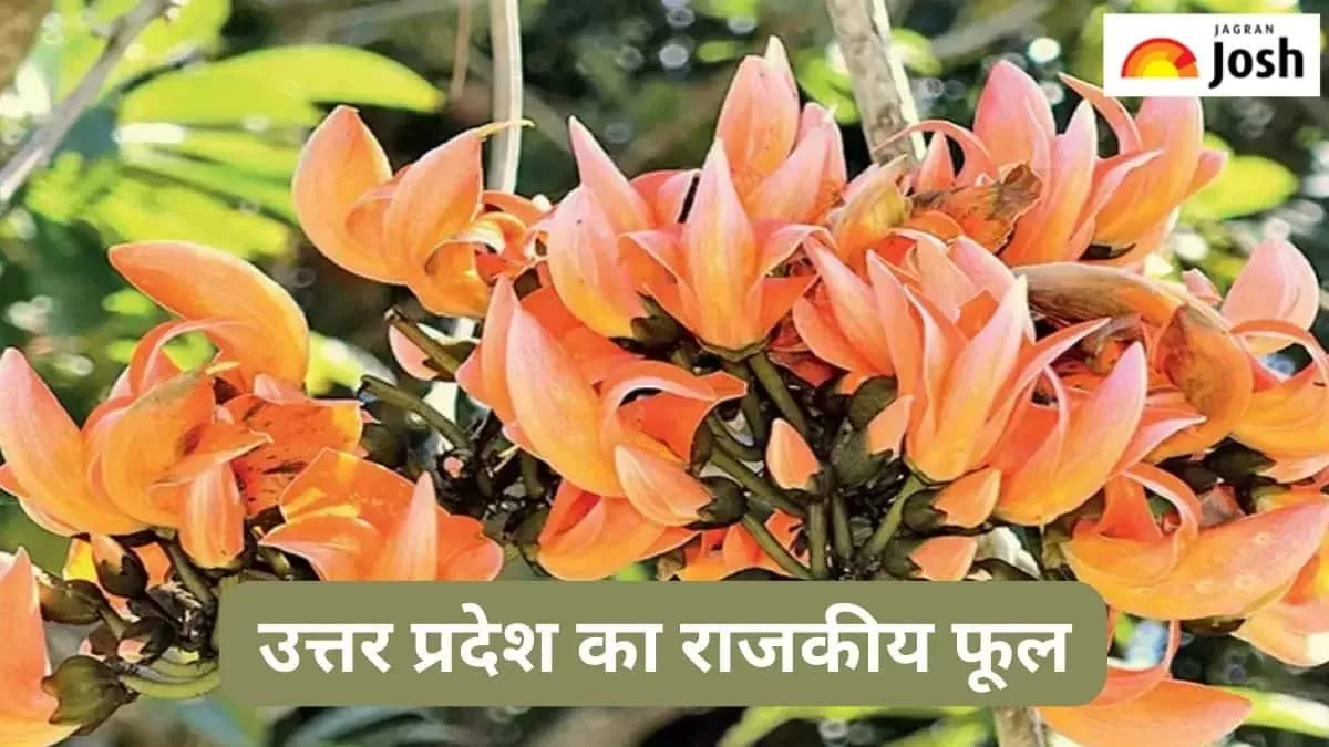उत्तर प्रदेश का राजकीय फूल