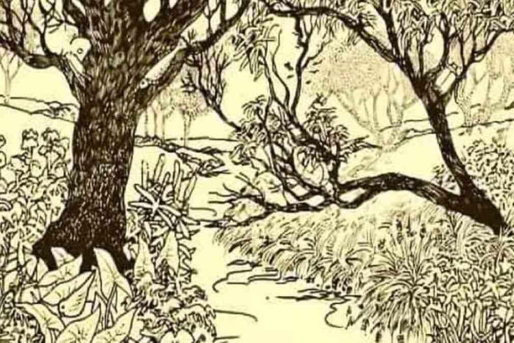 hidden optical illusions images