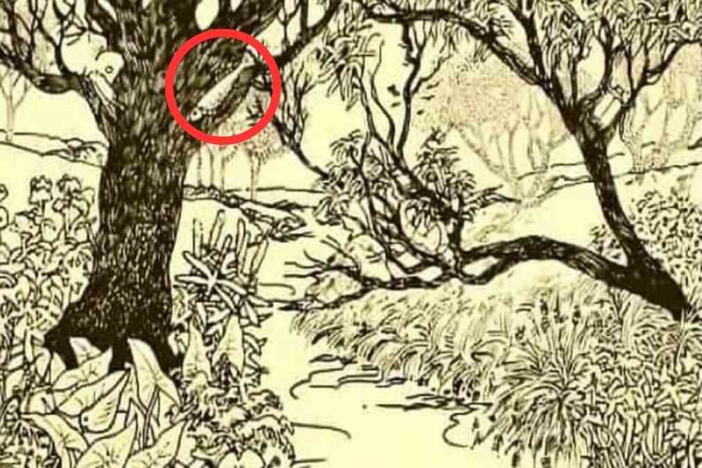 hidden animals optical illusions with answers