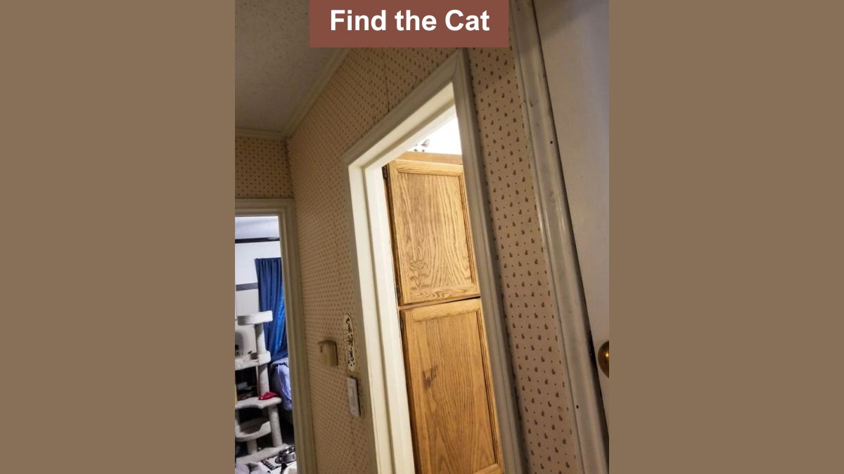 Test your visual skills by spotting a cat in the room in 7 seconds!