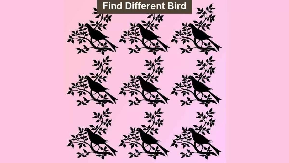 Find the different bird