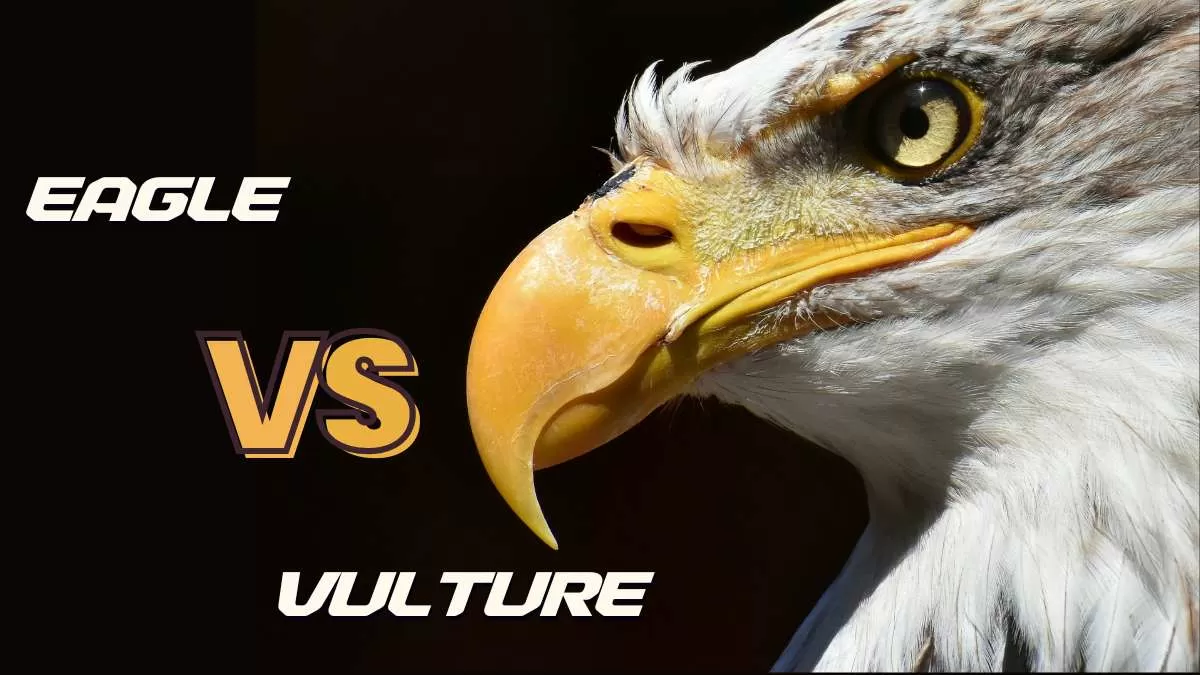 Know in details the difference between Eagle and Vulture