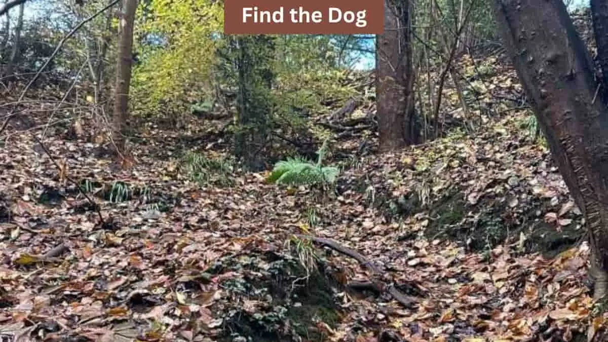 Find dog in woods