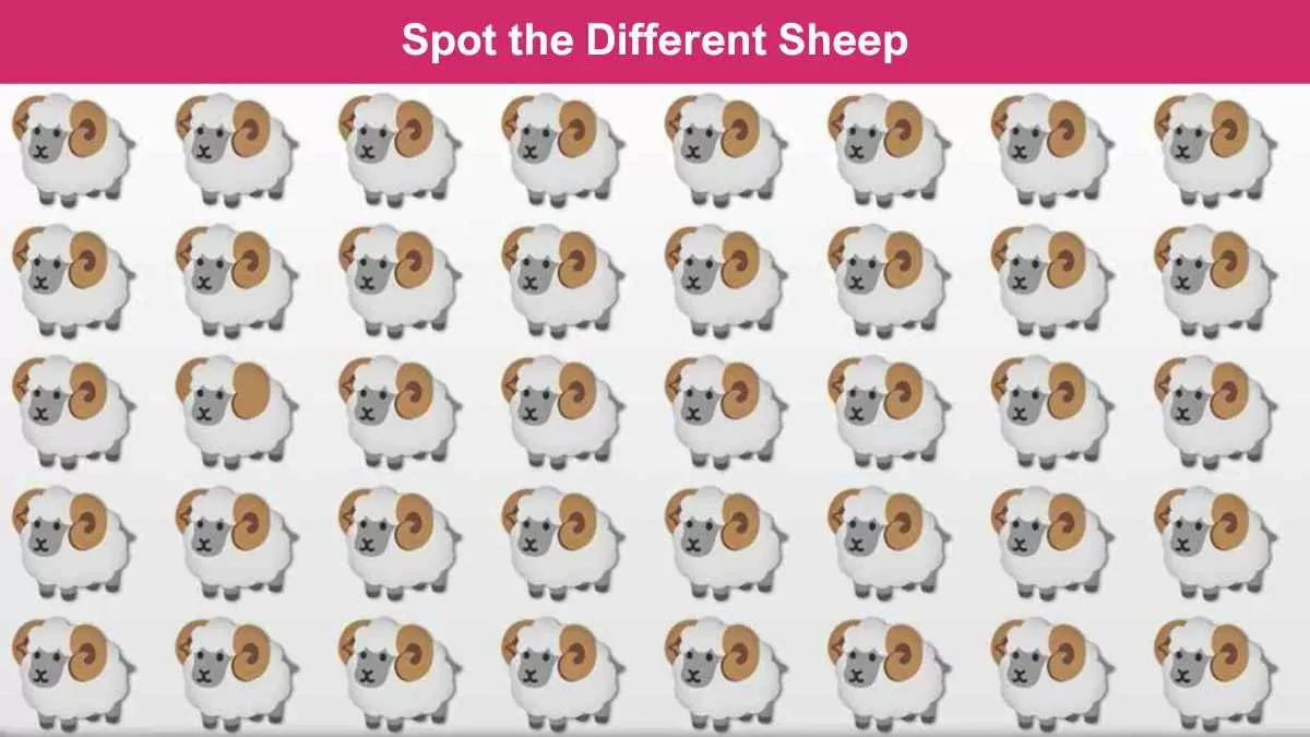 Spot the different sheep