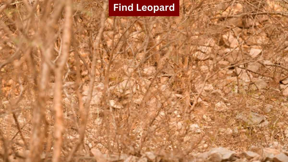 You have highly observant eyes if you can spot a leopard in the forest in 4 seconds!