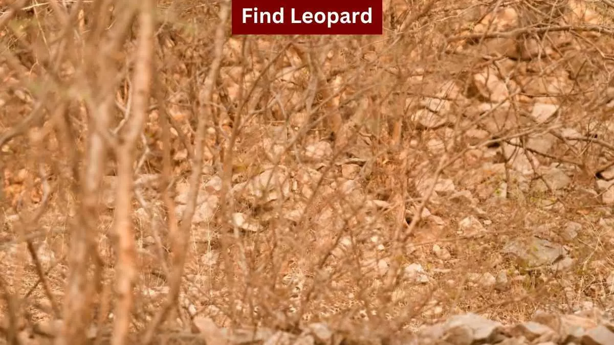 Find leopard in forest