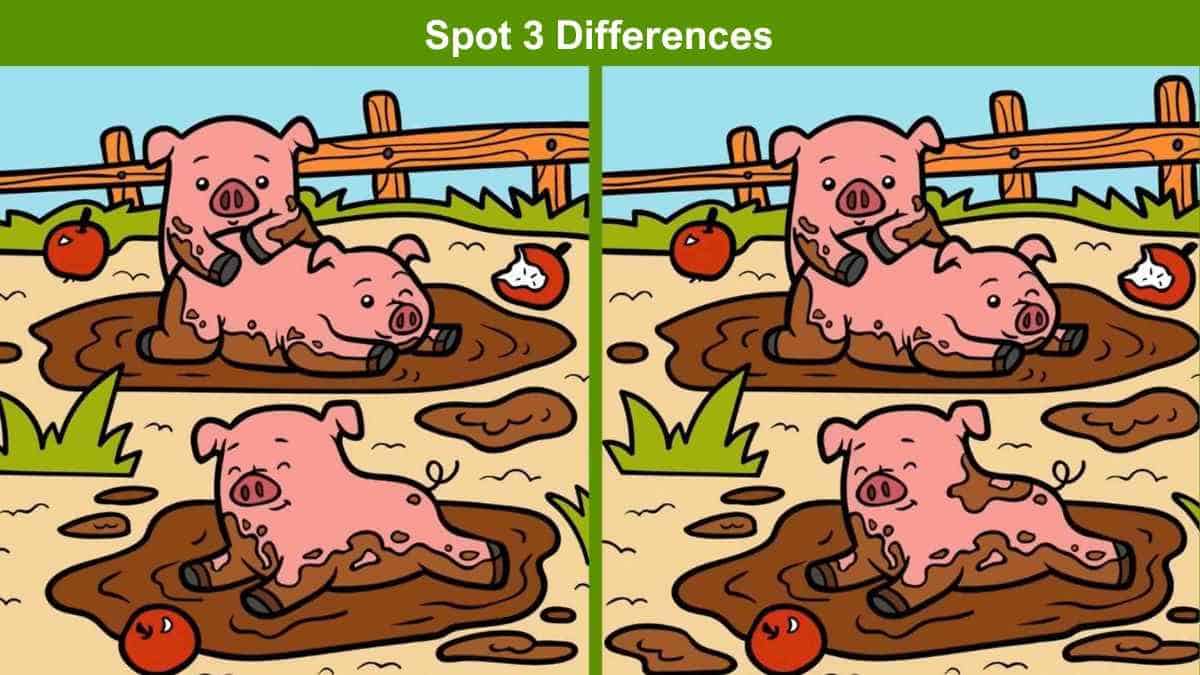 Spot 3 differences between the piglets playing in mud pictures in 8 seconds!