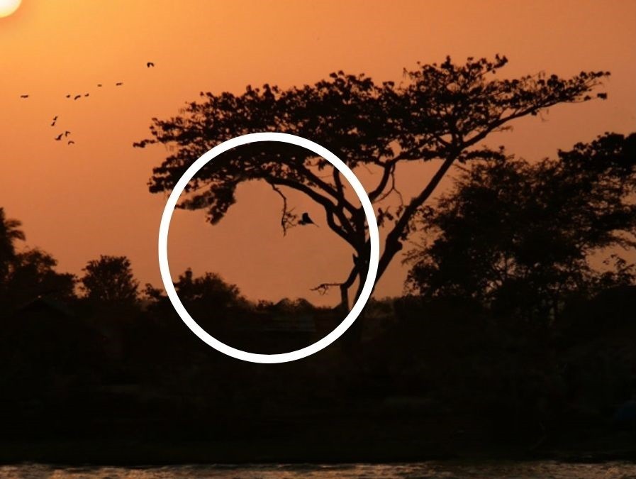 Illusion Pictures With Hidden Images With Answers Only 1% People With High IQ Can Spot The Hidden Animal In 11 Seconds!