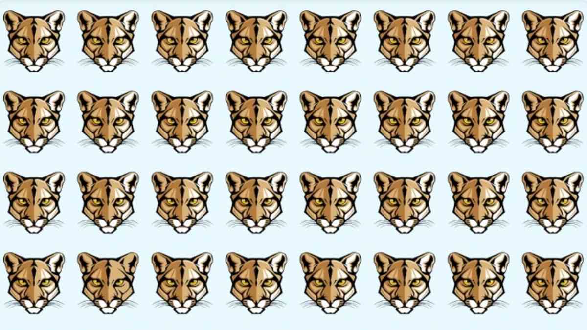 Brain Teaser IQ Test: Can You Spot The ODD Cougar in The Picture Within 9 Seconds?