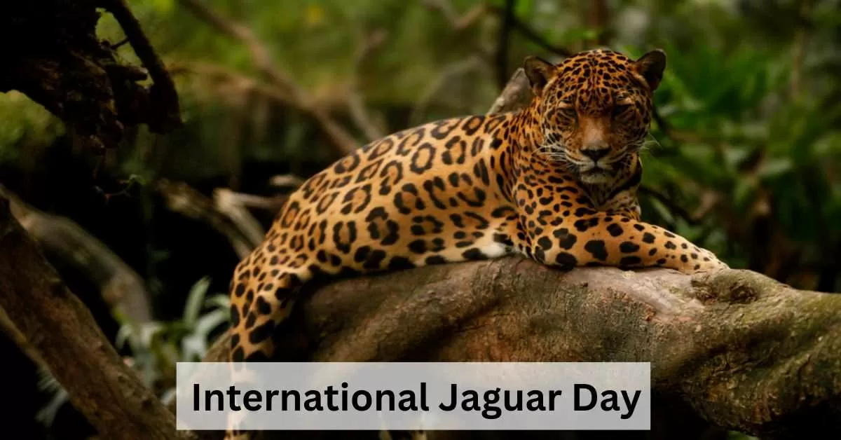 International Jaguar Day 2023