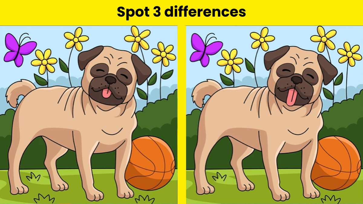 Test Your Attention Span And Spot 3 Differences Between The Pug Images