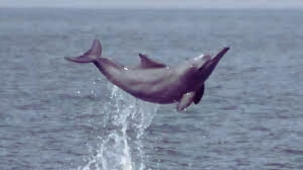 Water in Amazon Touches 102 Degrees, Killing 100 Dolphins! Here's Everything You Need to Know