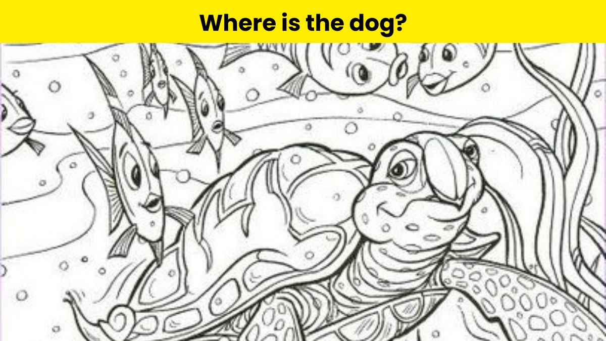 Test your observational skills by finding the dog in the underwater picture in 8 seconds.