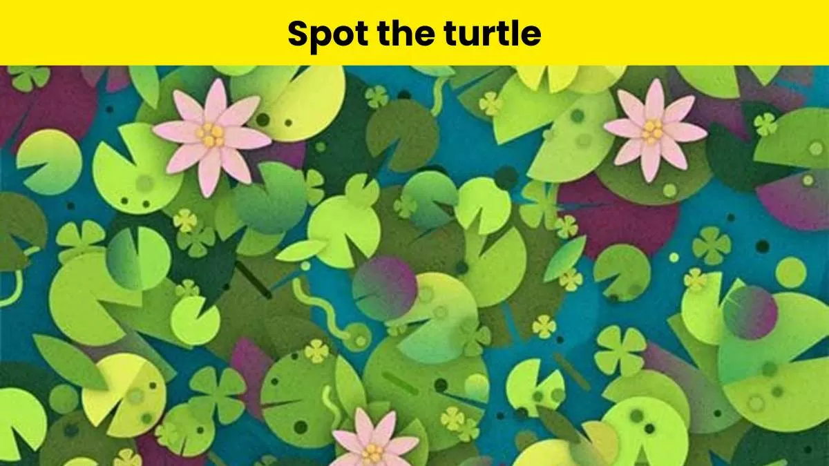 Can you spot the turtle?