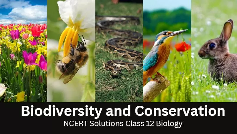 NCERT Solutions For Class 12 Chapter 13 Biodiversity And Conservation ...