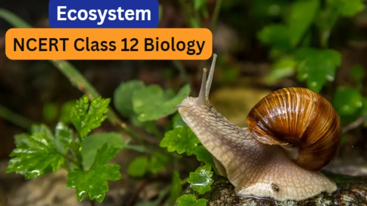 NCERT Solutions for Class 12 Biology Chapter 12 Ecosystem