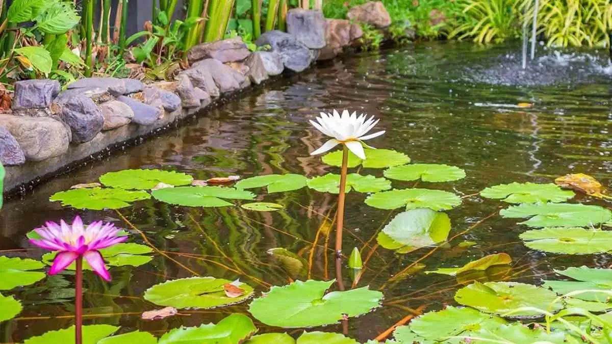 Find the hidden frog.