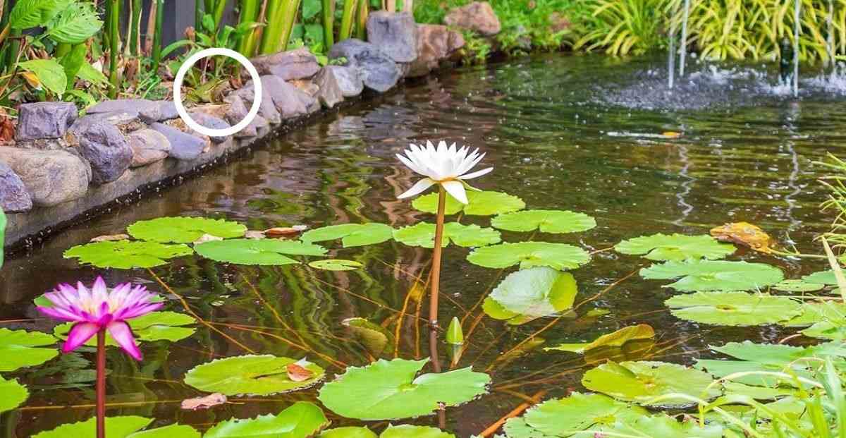 hidden optical illusions with answers