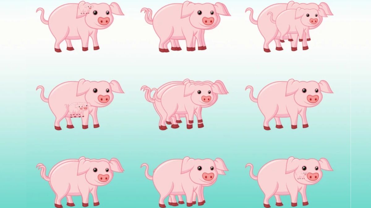 Brain Teaser to Test Your IQ: How Many Pigs Do You See In The Picture Within 15 secs?