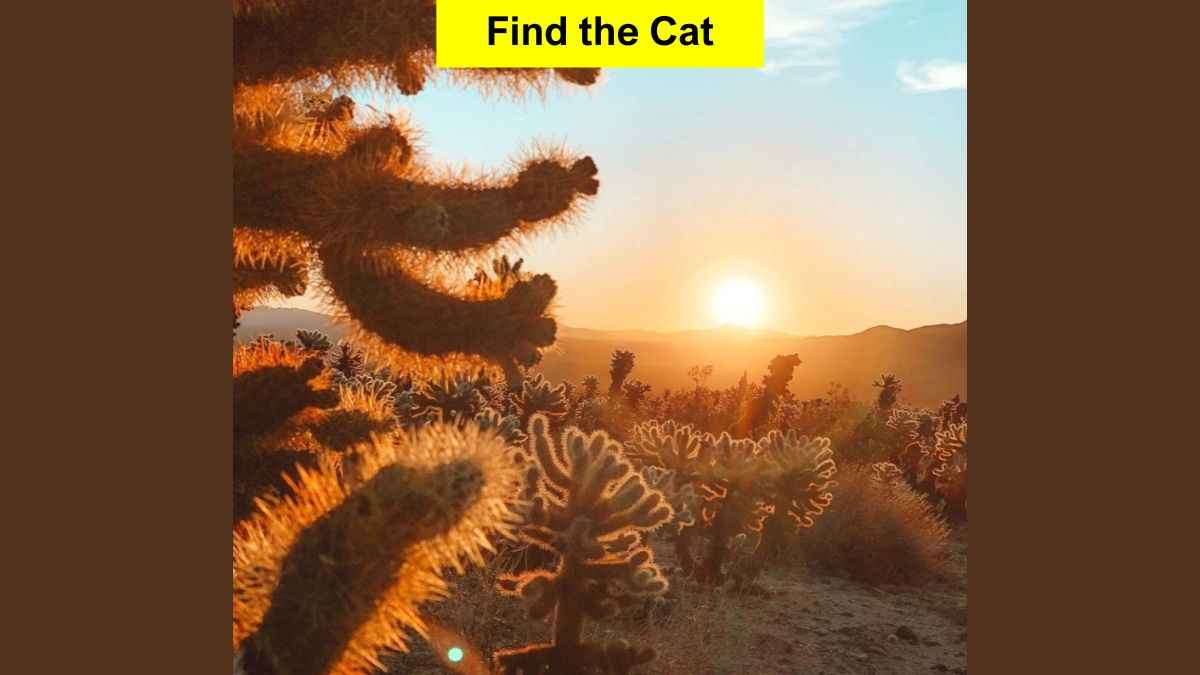 You have highly attentive eyes if you can spot the cat hidden in cacti in 7 seconds!