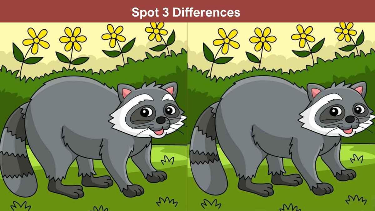 Spot 3 differences between the raccoon pictures in 14 seconds!