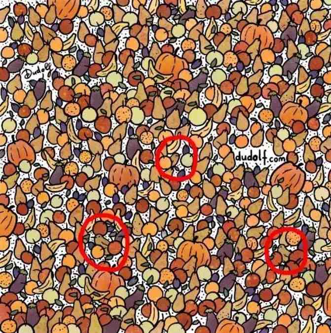 hidden animals picture puzzles with answers