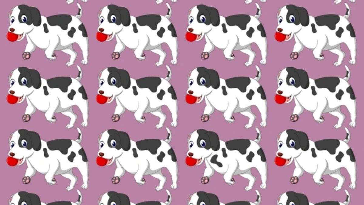 Brain Teaser to Test Your IQ: Can You Spot the Odd DOG in the Picture within 7 secs?