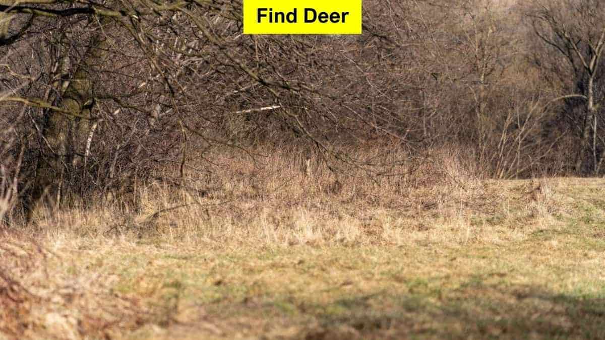 You have telescopic eyes if you can spot the deer in the forest in 7 seconds!