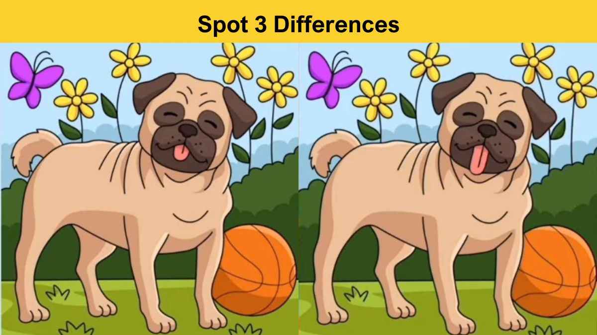 Spot 3 differences between the dog and ball pictures in 7 seconds!