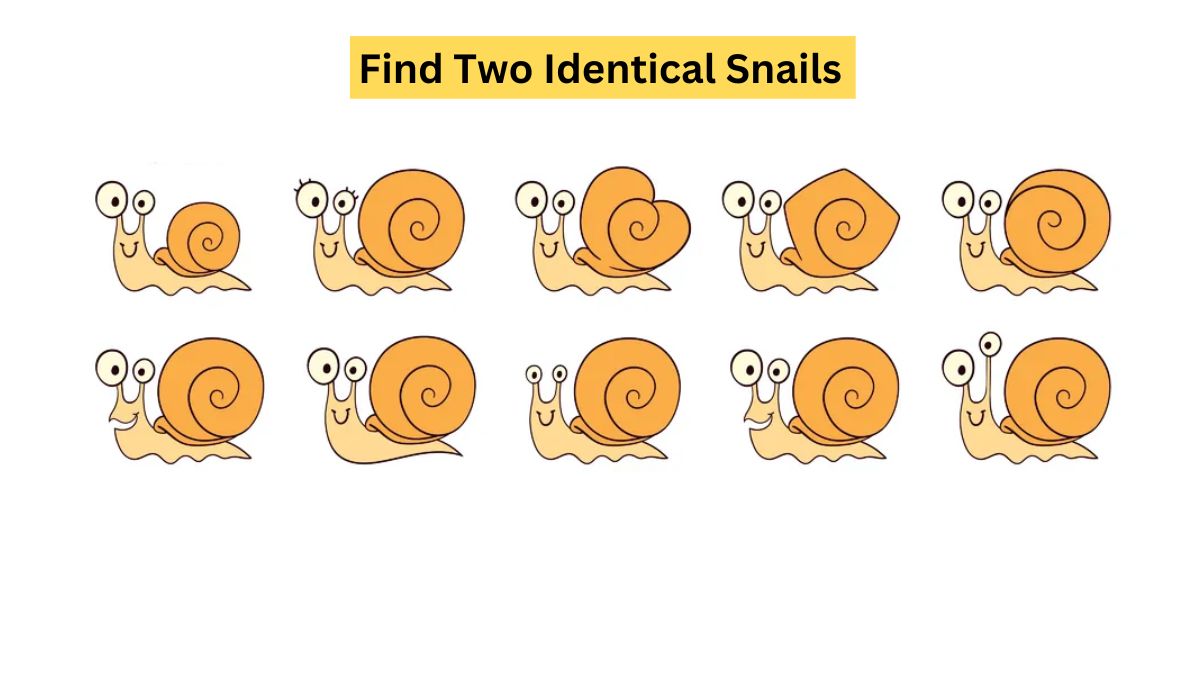 How Observant Are You? Spot 2 Identical Snails Within 12 Seconds!