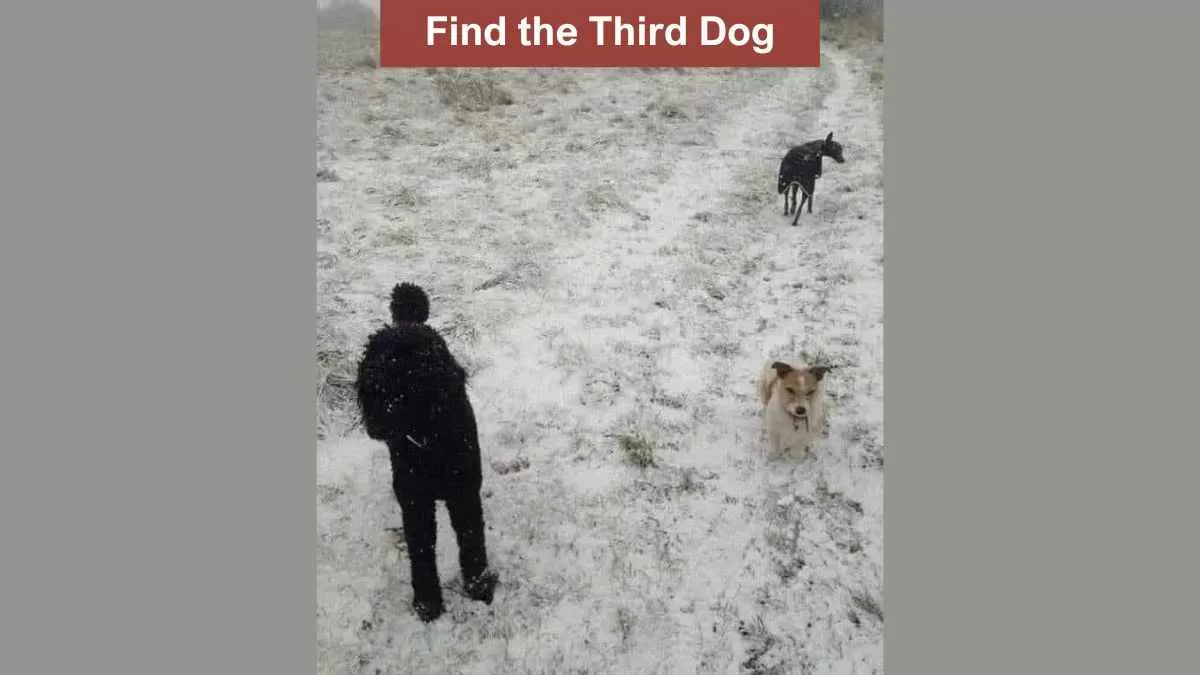 Optical Illusion to Test Your Vision: Find the Third Dog in 7 Seconds