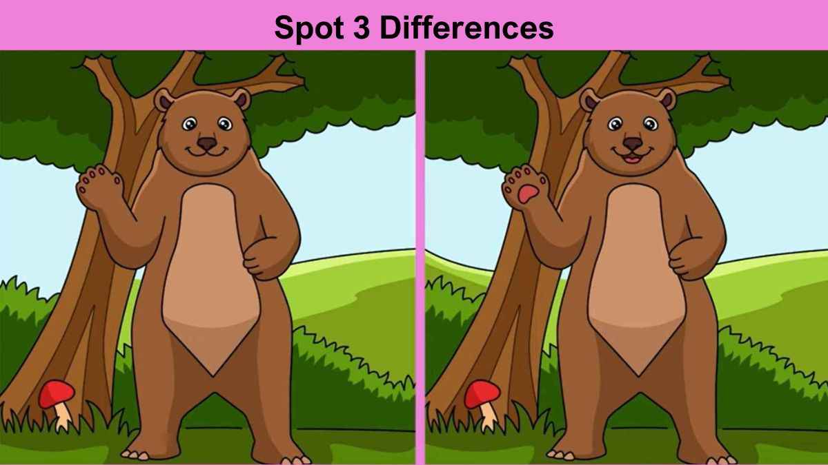 Spot 3 differences between the bear in the forest pictures in 10 seconds!