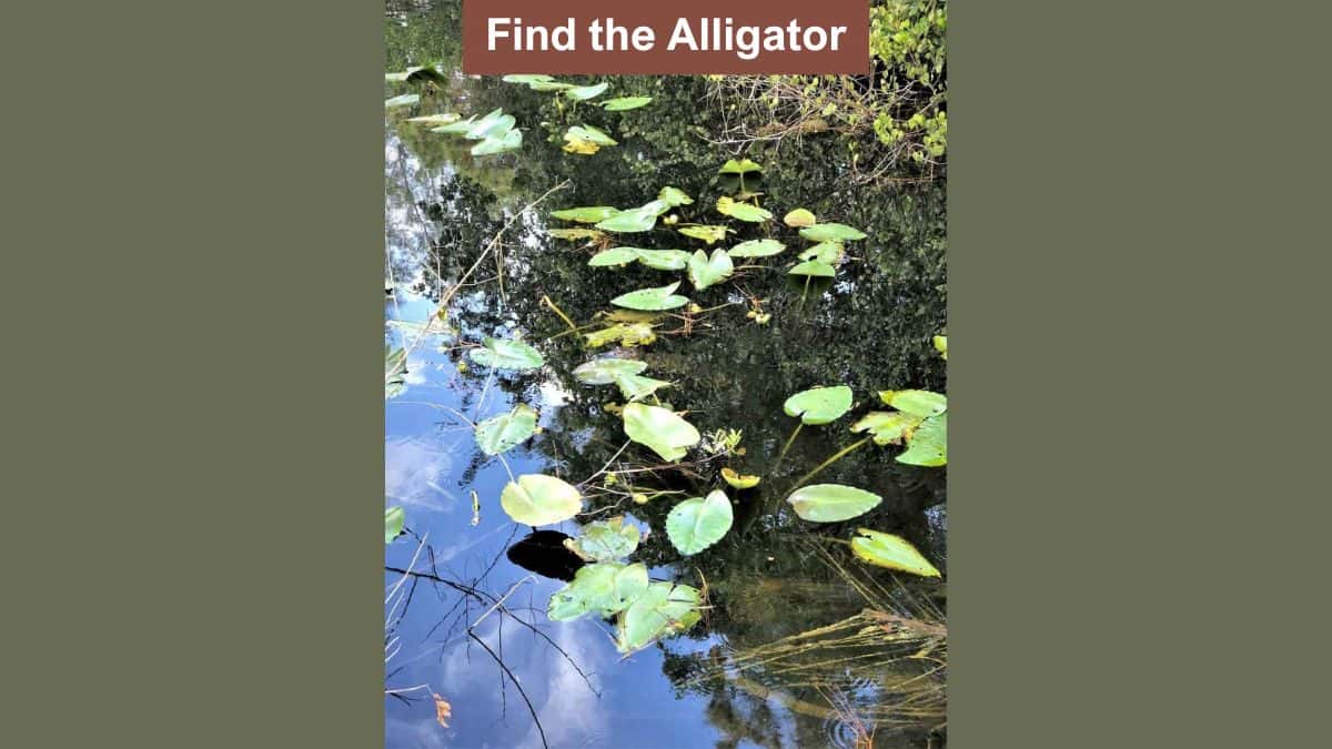 You have the eyes of a marksman if you can spot the alligator in the pond in 5 seconds!