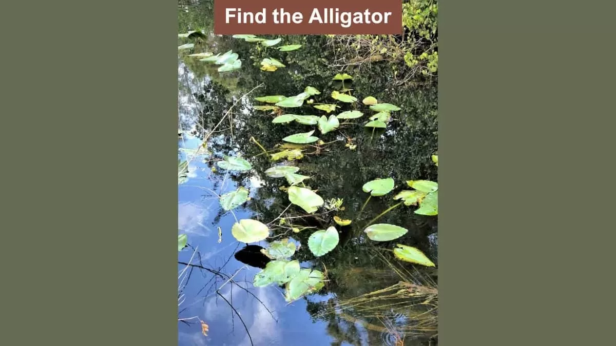 Find alligator in pond