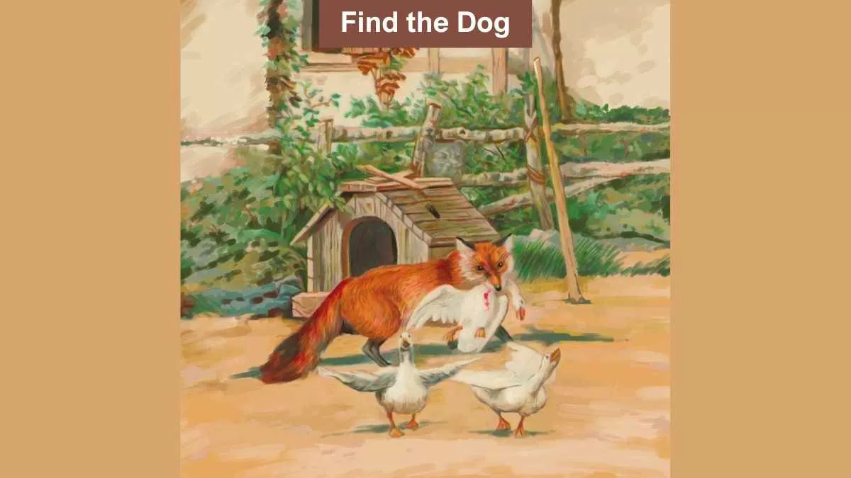 Find hidden dog in the farm
