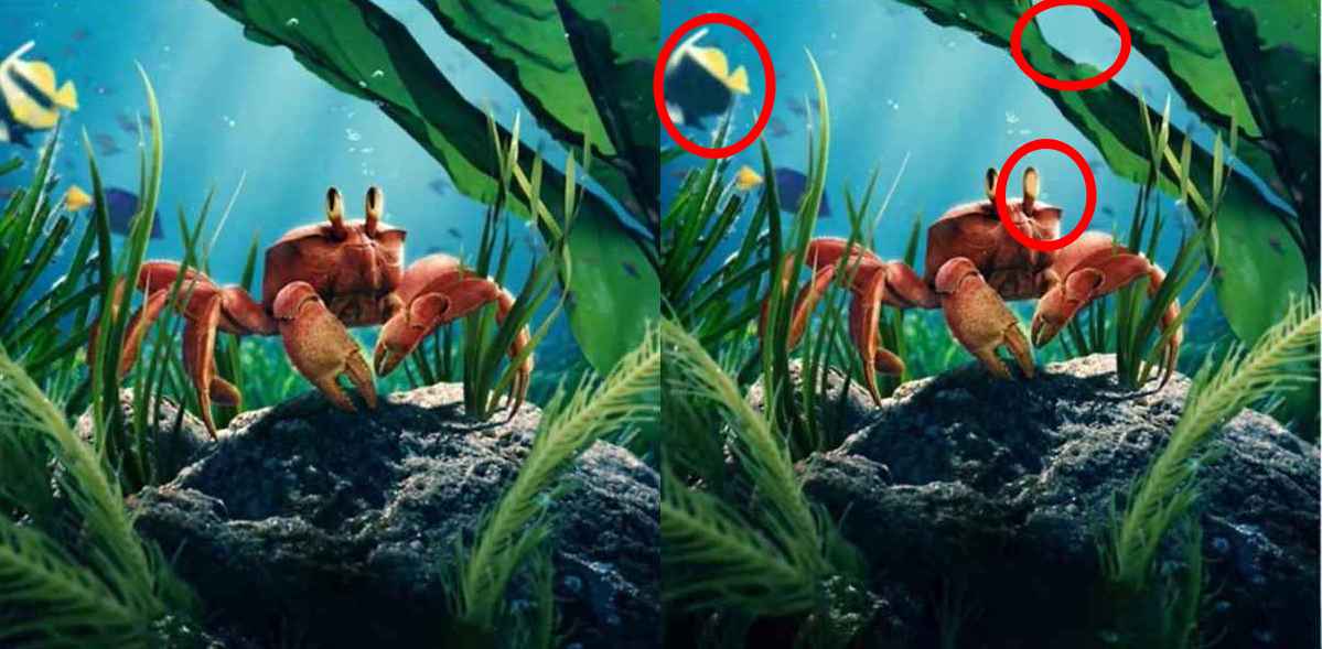 Only the sharpest eyes can spot 3 differences between the crab pictures in 9 seconds