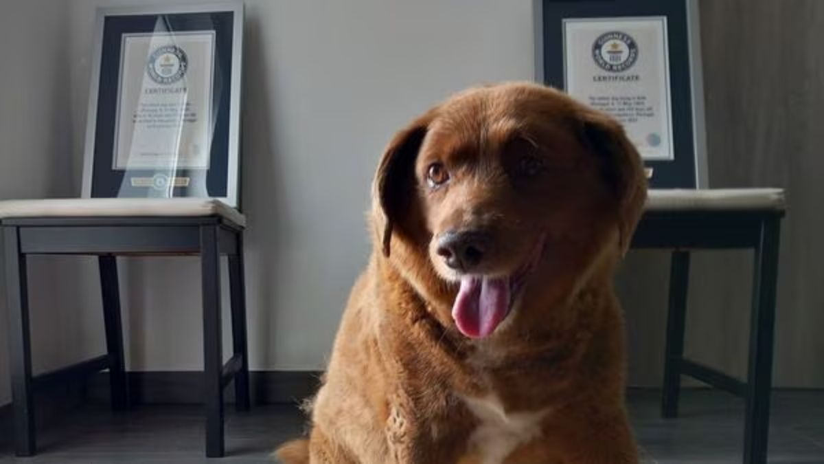 world's oldest dog bobi guinness world record