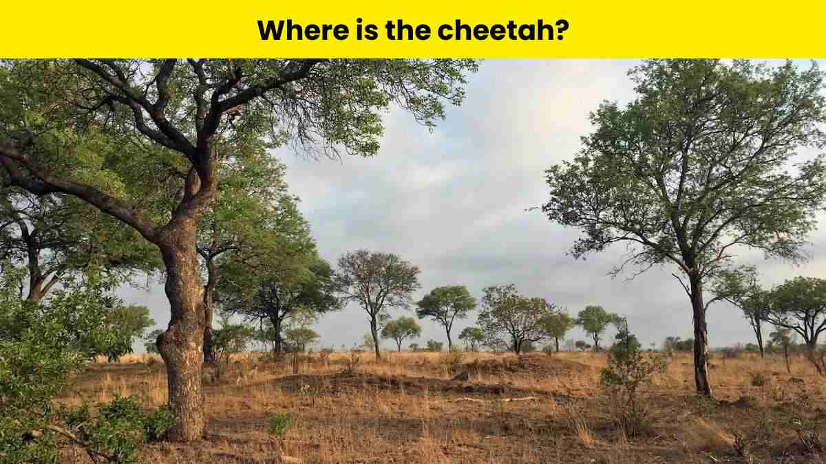 Only people with exceptional vision can spot the cheetah hidden in the jungle within 5 seconds.