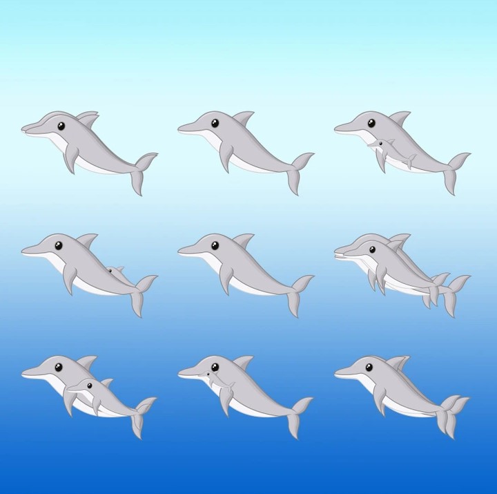 Brain Teaser to Test Your IQ How Many Dolphins Can You Spot In