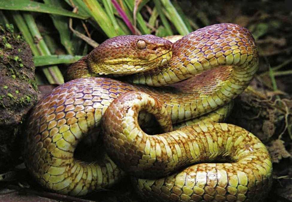Andaman Pit Viper