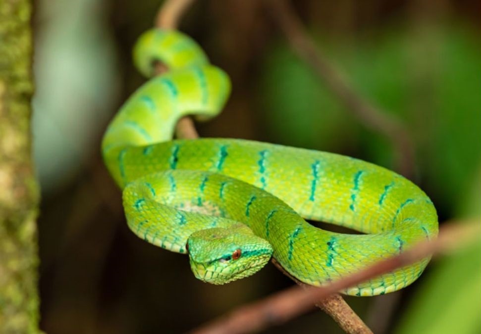 Bamboo Pit Viper