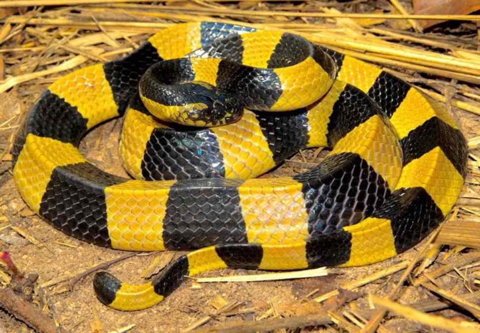 Banded Krait