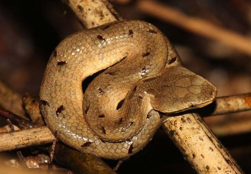Hump-Nosed Pit Viper