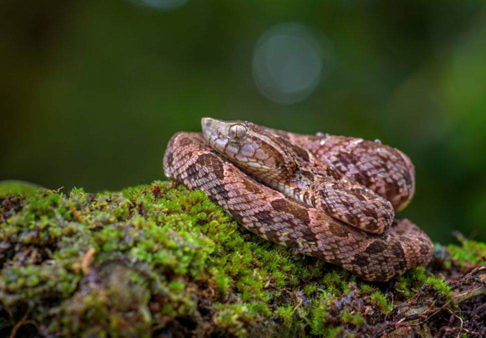 Malabar Pit Viper