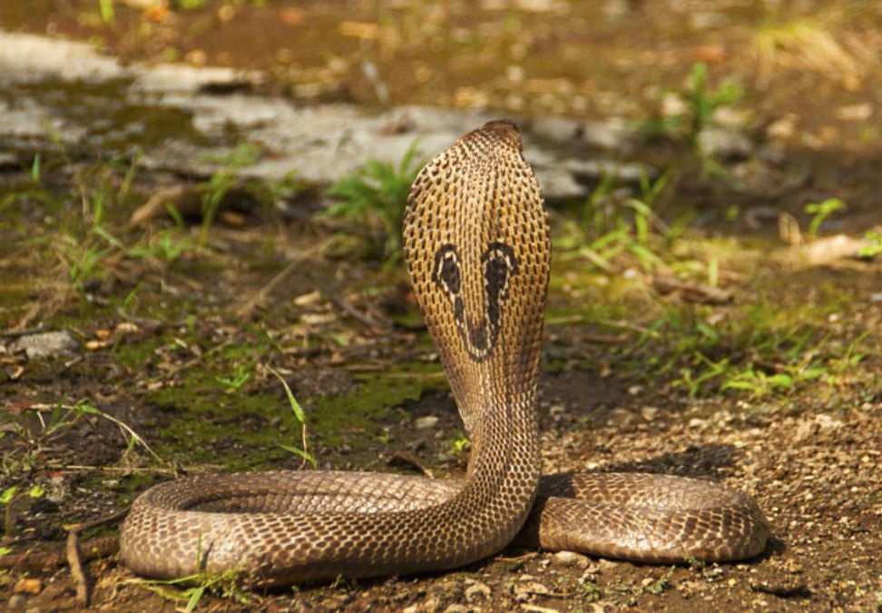 List of top 10 venomous snakes in india